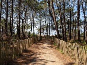 Un sendero arbolado con una cerca de madera a un lado y un cielo despejado arriba.