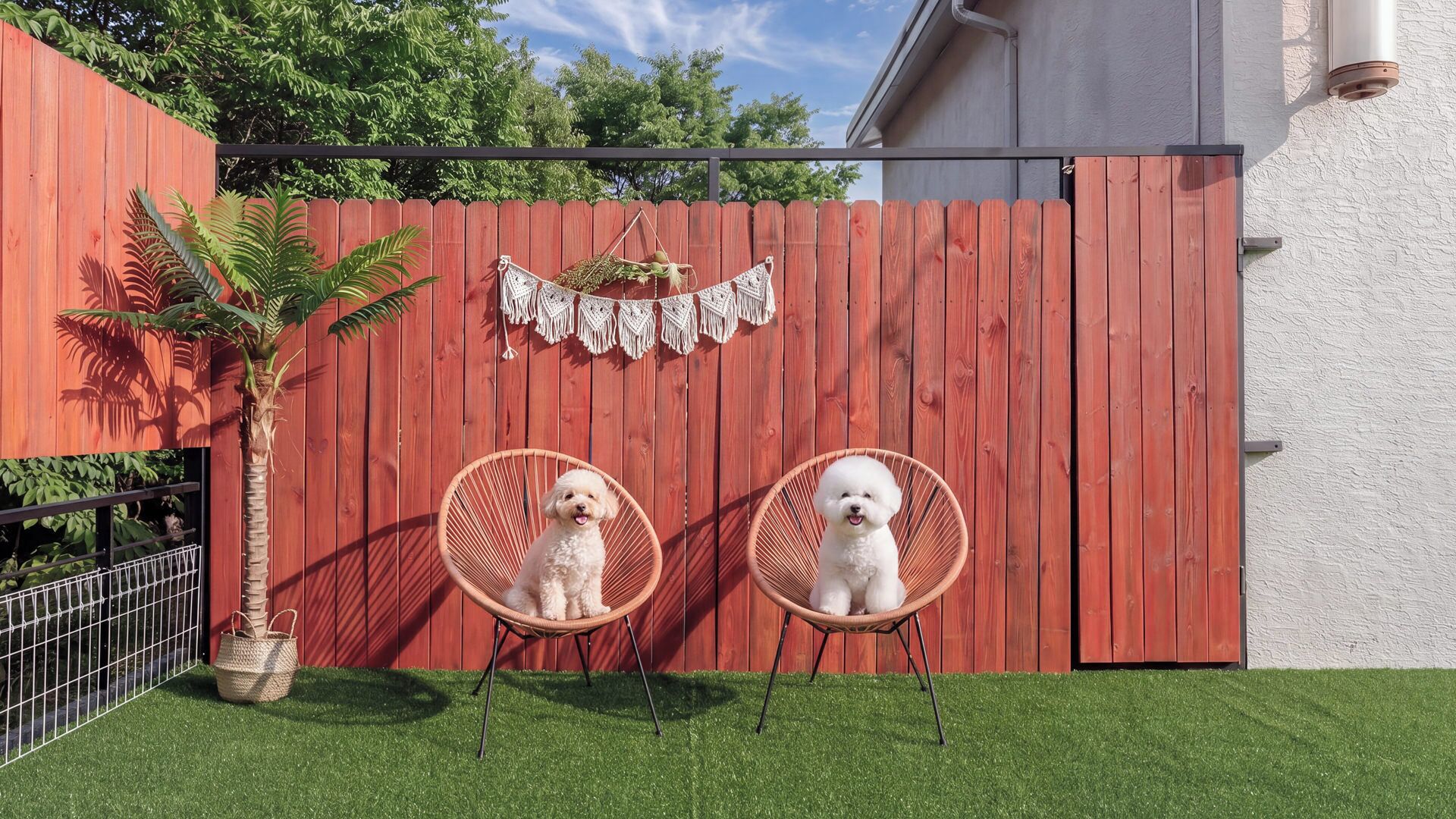 Two small white dogs sitting in wicker chairs on a green lawn with a red wooden fence and a white wall in the background.