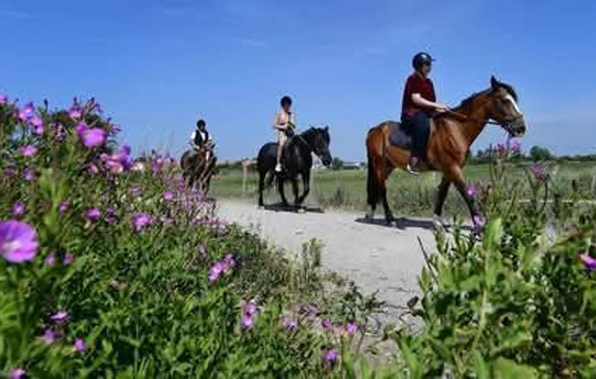 Un sendero con caballos y jinetes.