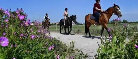 Un sendero con caballos y jinetes.