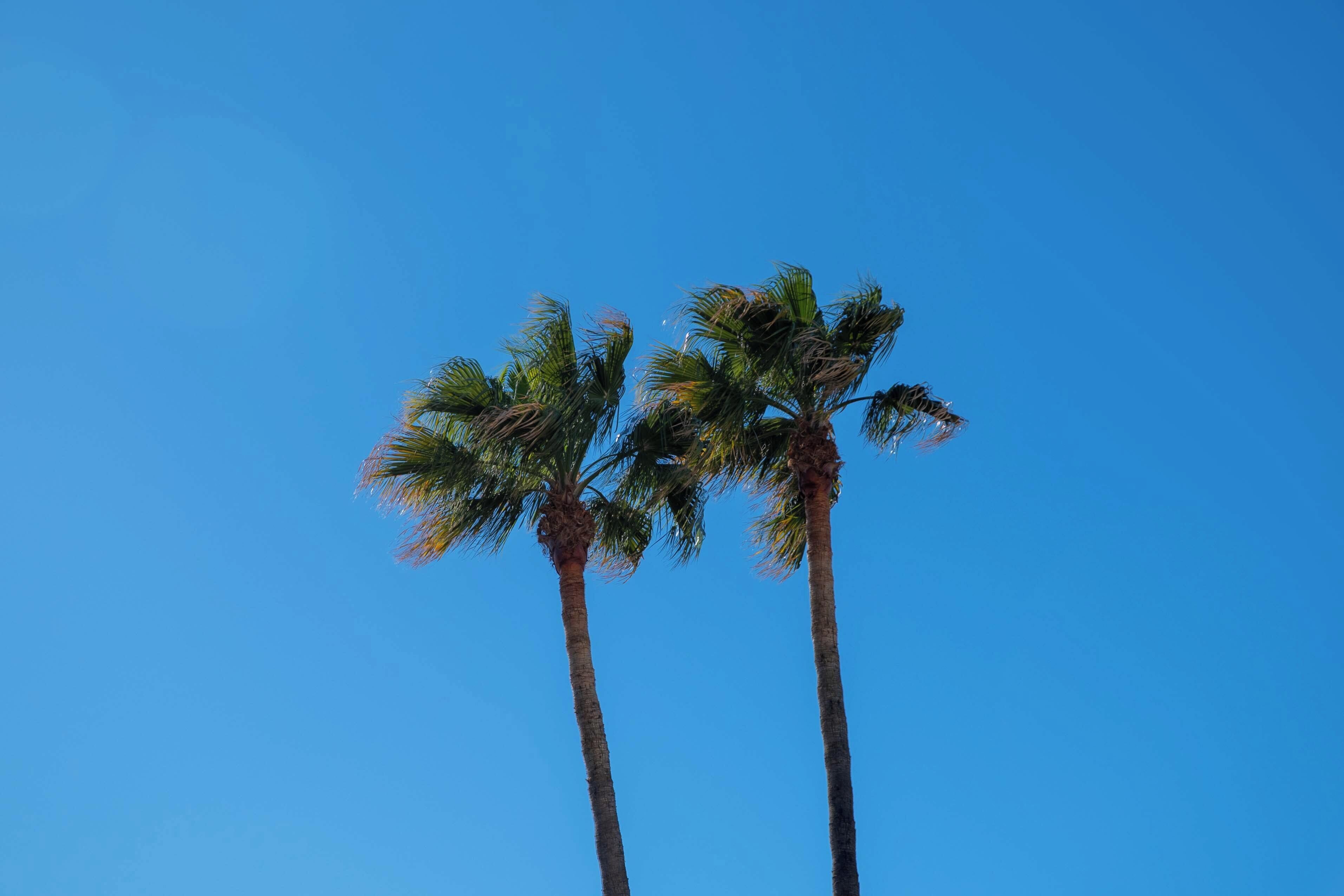 Dos palmeras contra un cielo azul despejado.