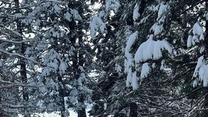 Un sendero cubierto de nieve que serpentea por un bosque con árboles y una estructura de madera.
