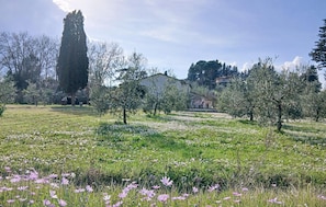 A rural landscape with a field of flowers, trees, and a building in the background. - Beautiful home in Lari with outdoor swimming pool (Lari)