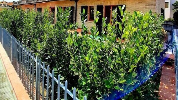 Ein zweistöckiges Gebäude mit Ziegelaußenwand, mehreren Balkonen und einem Garten mit ordentlich geschnittenen Büschen.