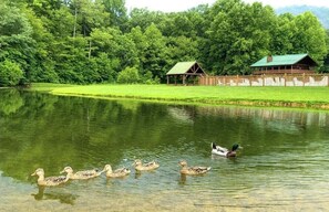 Property grounds - Windy Ridge: Free Tickets, Pet Friendly, Hot tub, Fenced in Yard (Sevierville)