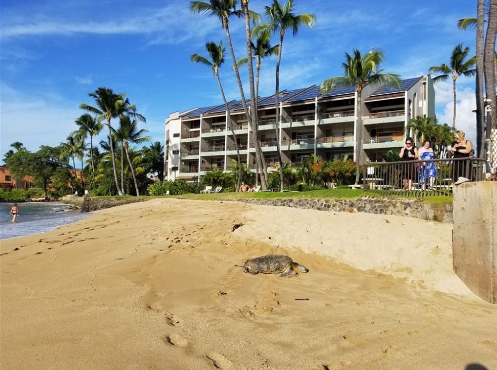 Un hôtel en bord de mer, avec plusieurs étages, des palmiers et une tortue sur le sable.