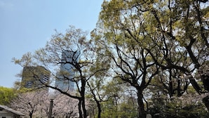 Un parc amb arbres, un edifici i un camí.