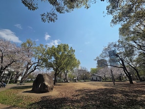A park with cherry blossoms, a large rock, and a building in the background.