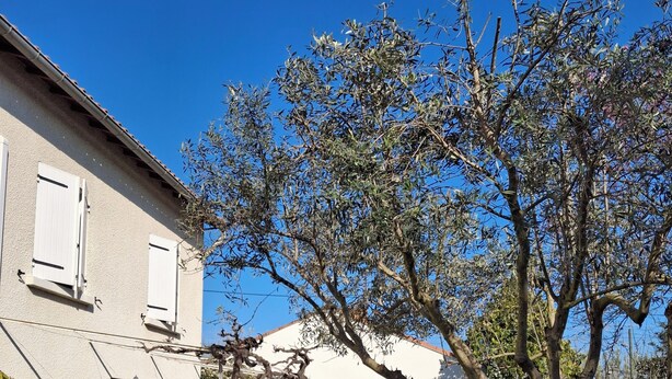 Ein Garten mit einem gepflasterten Weg, einem Baum und einem Gebäude mit weißen Fensterläden.