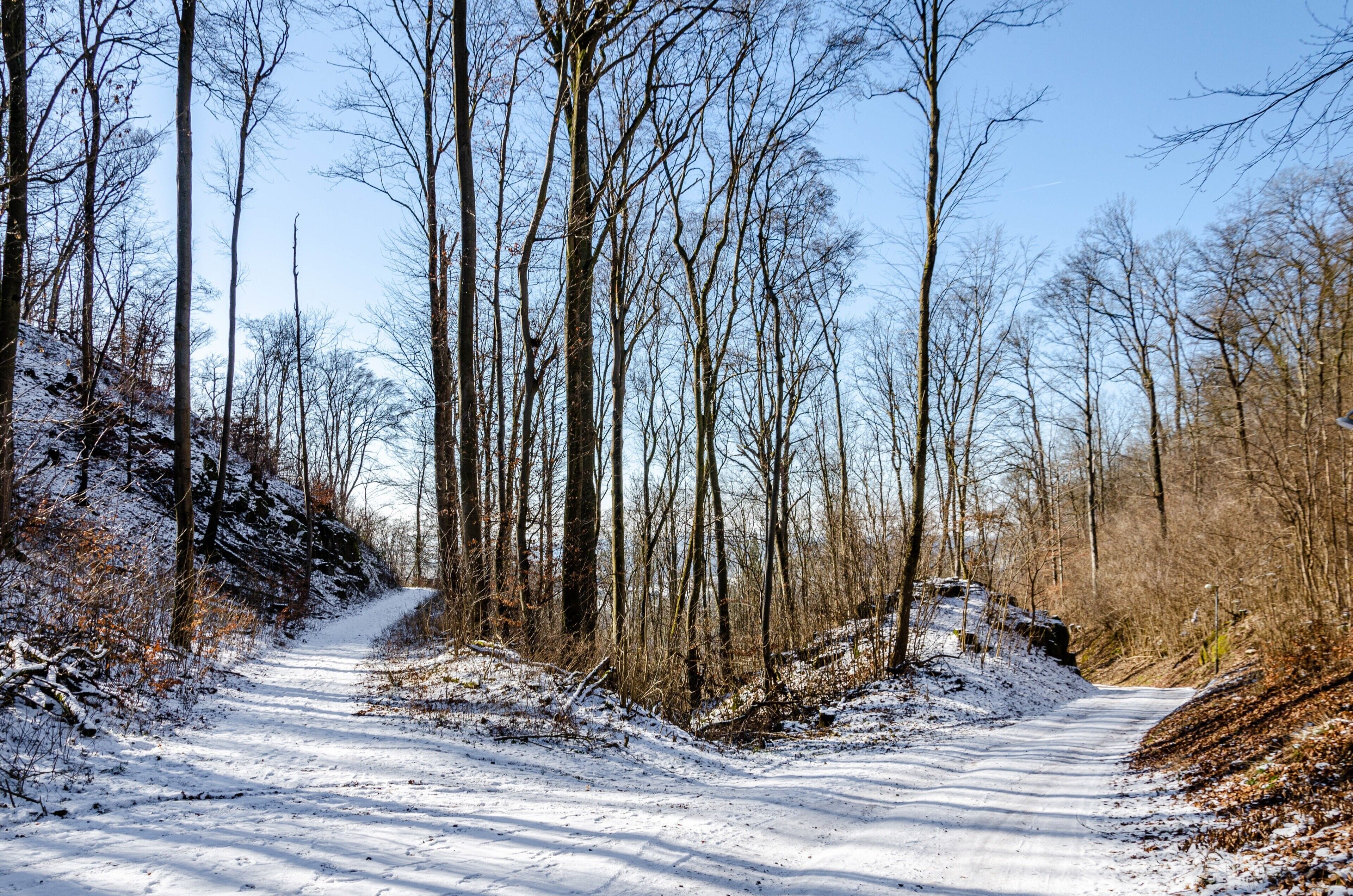 Een besneeuwde weg in een bebost gebied.
