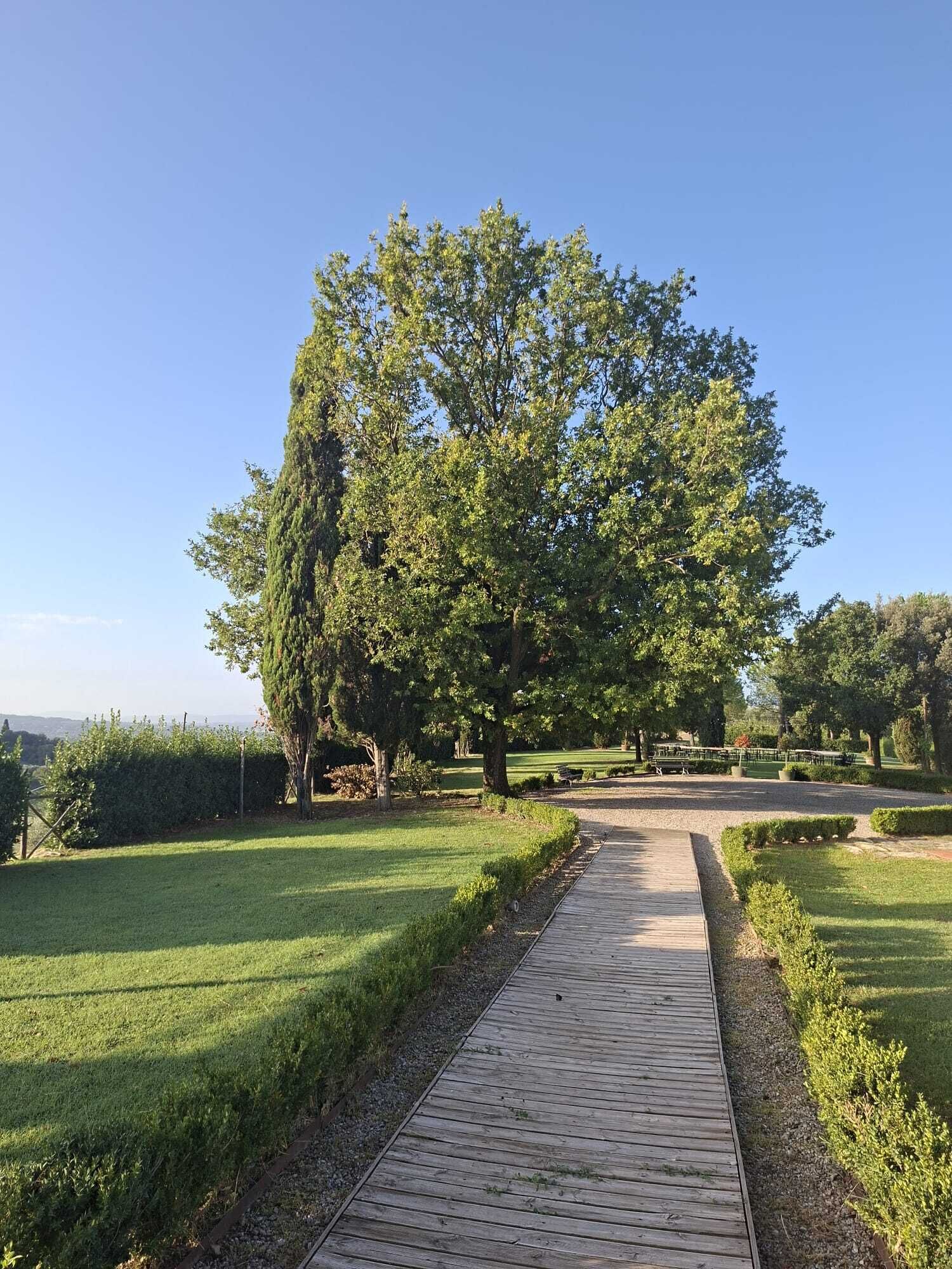 Un sendero pavimentado que atraviesa un parque con un gran árbol en el centro.
