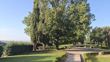 Un sendero pavimentado que atraviesa un parque con un gran árbol en el centro.