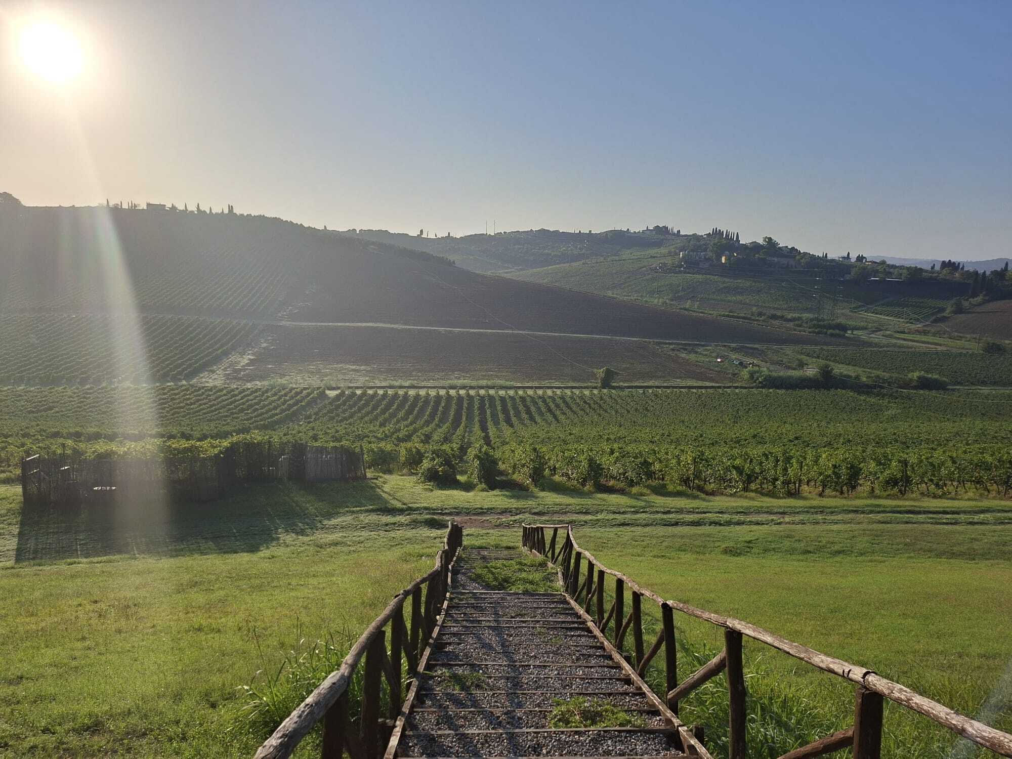 A vineyard with rows of grapevines extending into the distance, a wooden pathway leading through the rows, and a clear sky above.