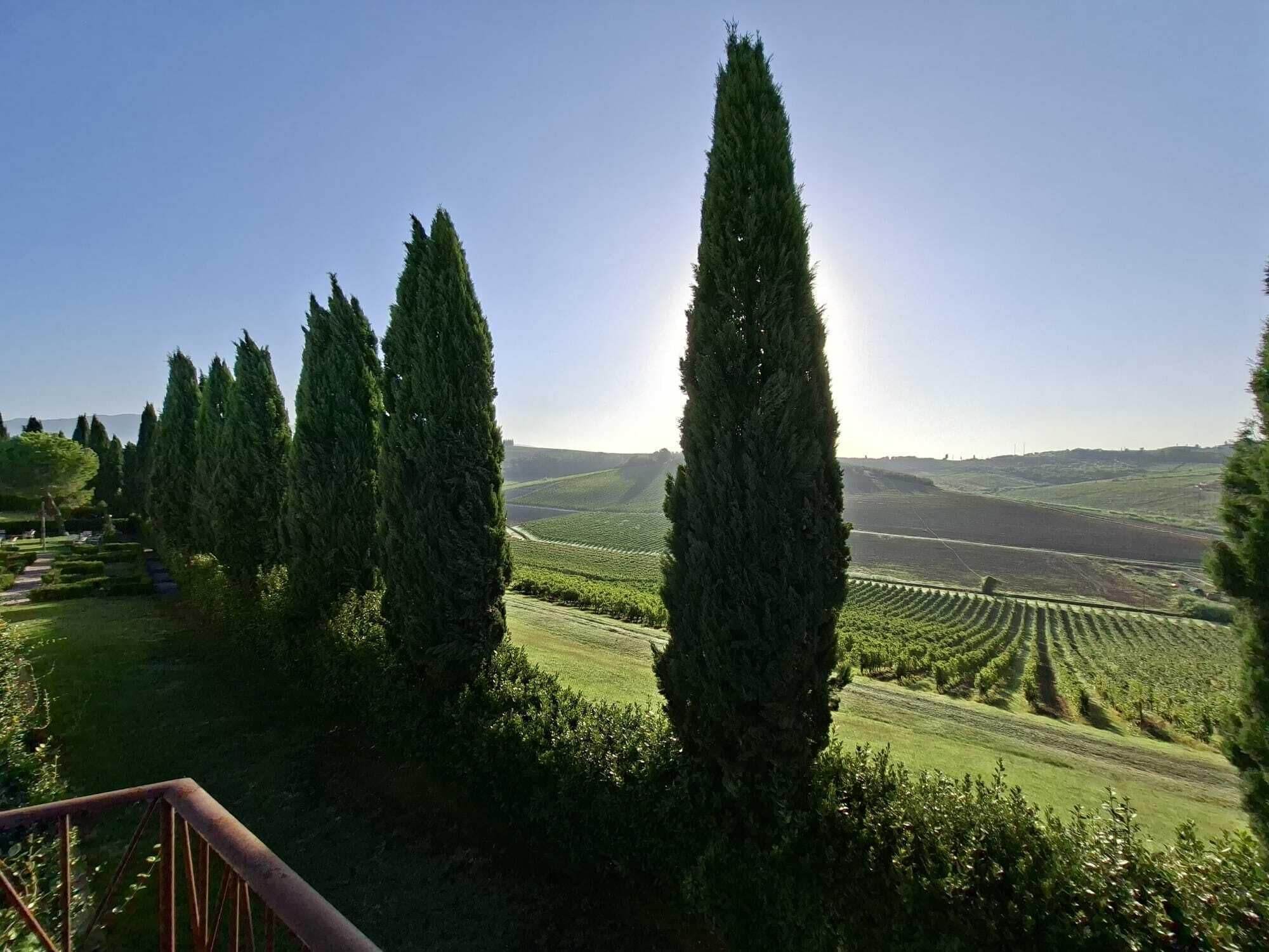 Un vignoble avec des rangées de vignes et de grands cyprès.
