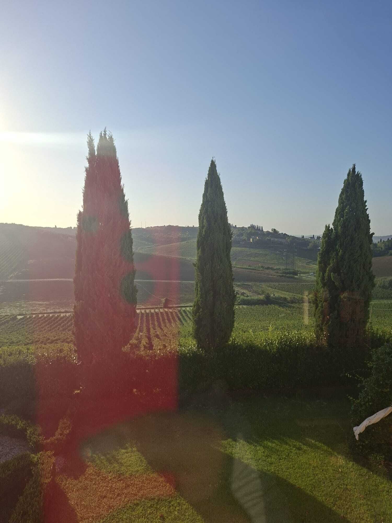 A landscape with three tall trees and a field.