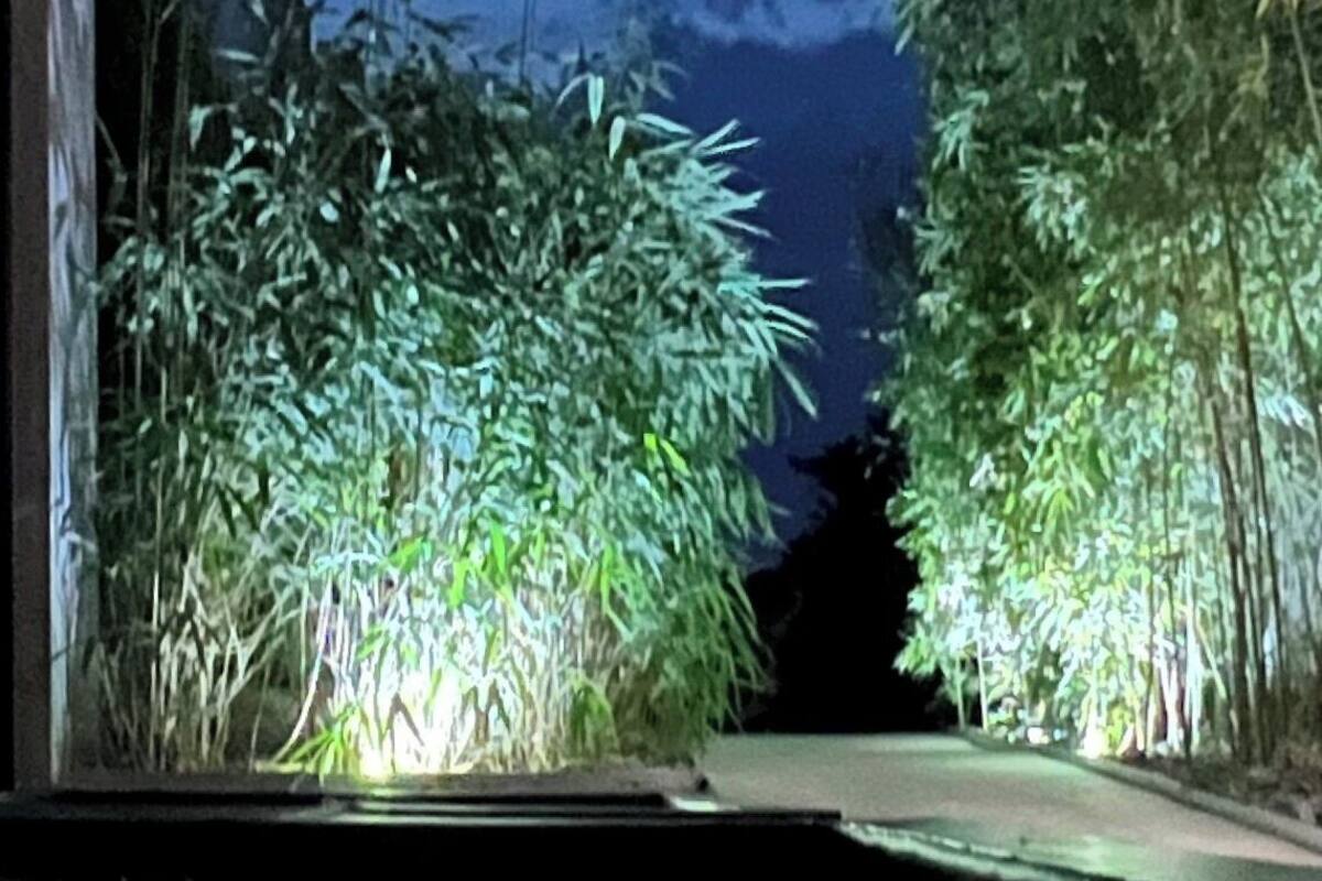 Vista notturna dal basso di un ponte, con piante illuminate su entrambi i lati.