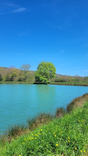 Un lac paisible, avec un seul arbre au centre, entouré de rives verdoyantes et surplombé d’un ciel bleu clair.
