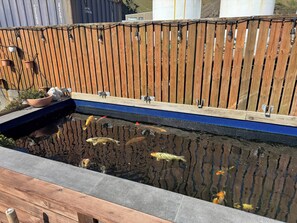 A koi pond with a wooden fence and a blue border, surrounded by a concrete edge.