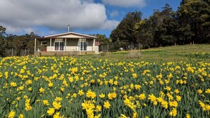A house with a porch, surrounded by a field of yellow flowers. - Mountain Blue Guest house (Golden Valley)