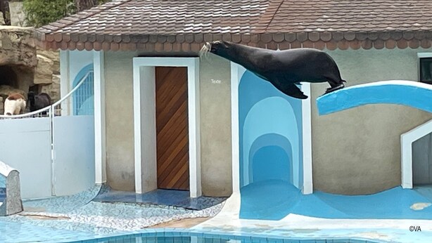 Uma piscina com um leão-marinho saltando, um edifício com telhado de azulejos e uma porta.