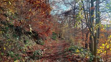Un sentier bordé d’arbres et de feuillage, qui traverse une zone boisée.
