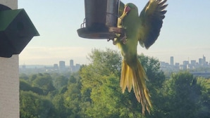 A bird perched on a hanging light fixture. - Kew Connection -
Relax in this light airy river view apartment. (Brentford)