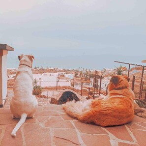 Two dogs sitting on a stone patio overlooking a coastal town. - Native Residence Casa 1 (Playas de Rosarito)