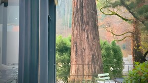 Ein modernes Gebäude mit einem großen Baum im Hintergrund, Außenbestuhlung und einem Metallgeländer.