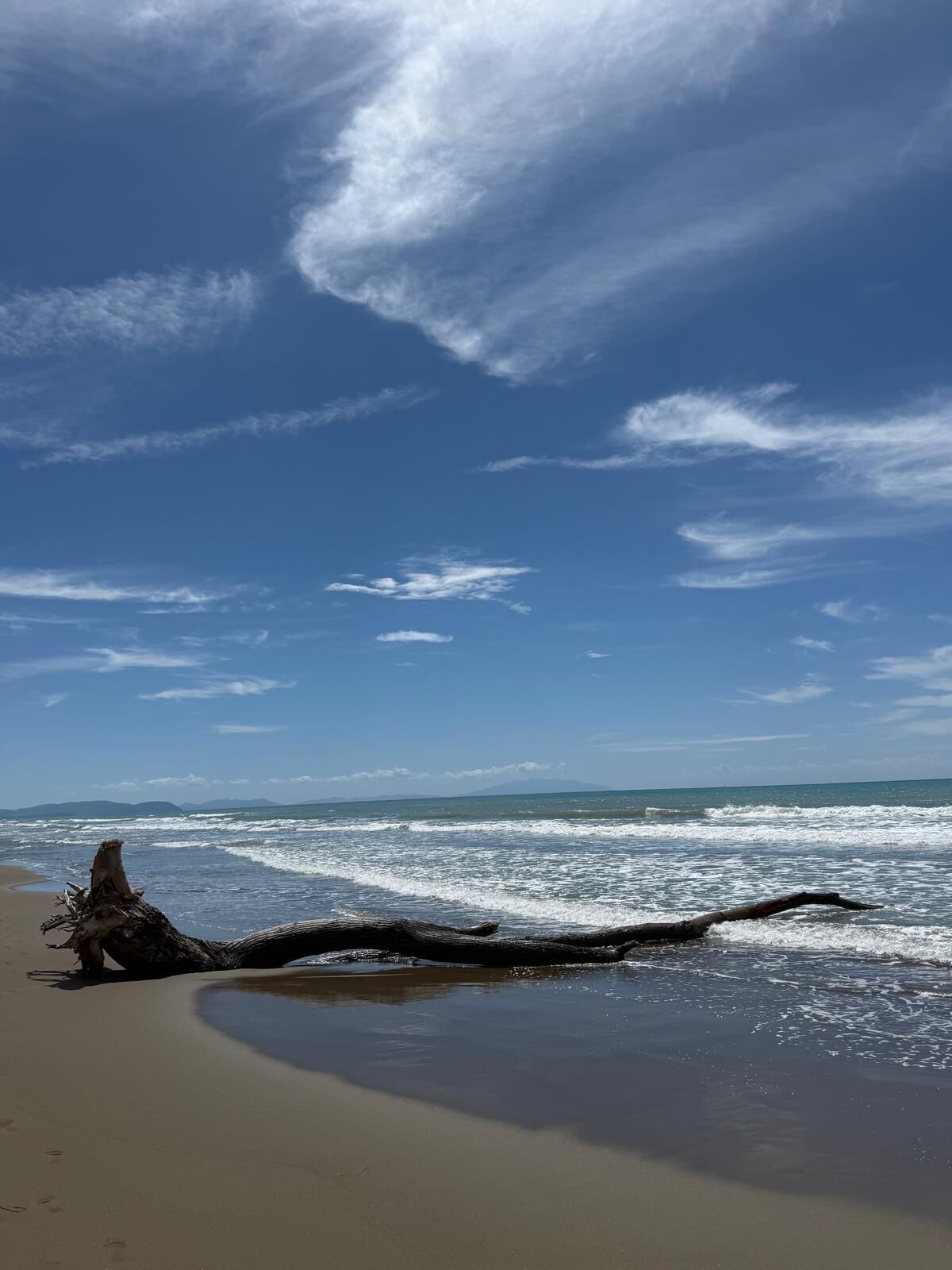 Une plage avec un grand tronc d’arbre tombé au premier plan et un ciel bleu clair parsemé de quelques nuages.