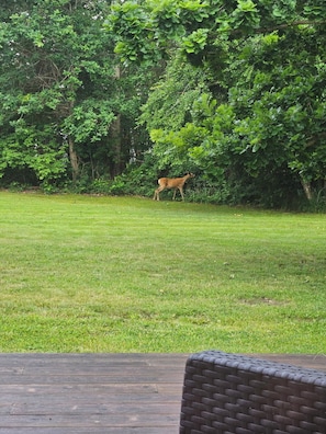 A deer in a grassy field with dense foliage in the background. - New and modern holiday home with hot tub (Grenaa)