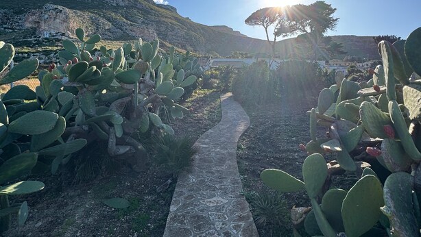 Un sentier de pierres qui traverse un jardin de cactus, avec une montagne en arrière-plan.