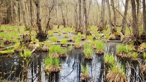 Un paysage naturel comprenant une étendue d’eau bordée d’arbres et de végétation.