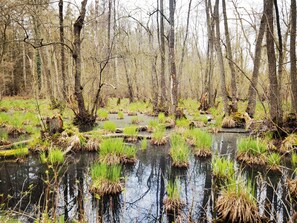 Property grounds - Apartment 'Ostseetraum' with Private Terrace, Wi-Fi and Air Conditioning (Prerow)