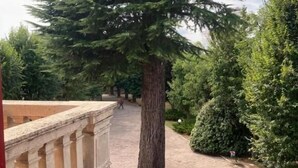 A stone pathway leading to a large tree, with a building featuring classical columns in the background. - hotel Villa Conte Riccardi (Rocca D'Arazzo)