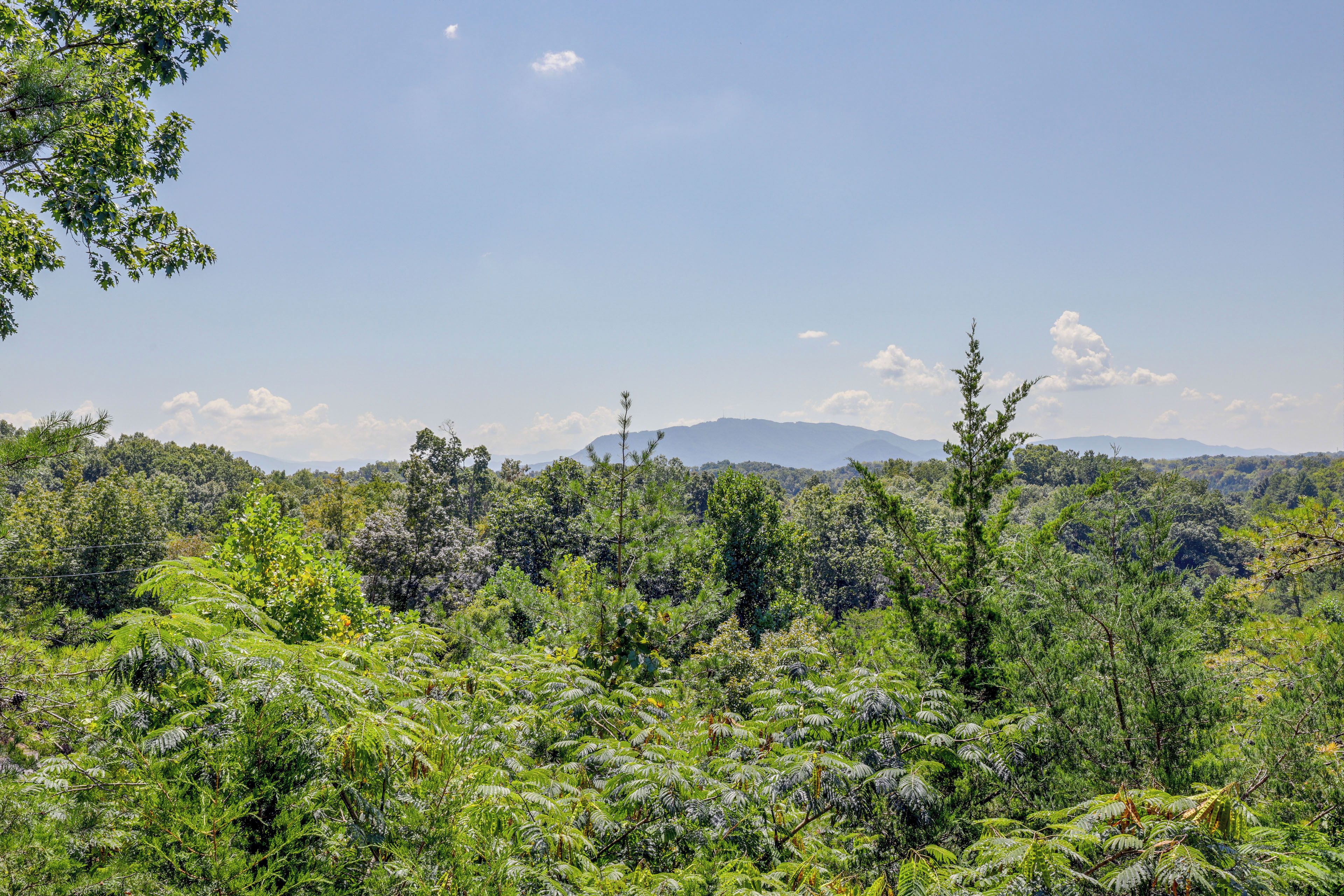 A dense forest with a mountain in the background.