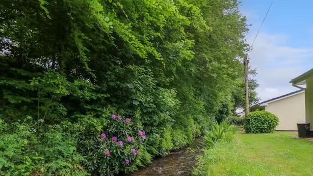 Un petit ruisseau serpente à travers une zone verdoyante, où la végétation est luxuriante et où l’on trouve de nombreuses plantes à fleurs.