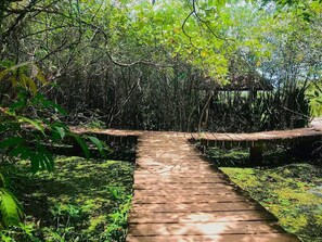Un sendero de madera que atraviesa un bosque frondoso y verde.