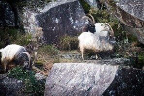 Nicht klassifiziertes Bild, 2 von 28, Schaltfläche