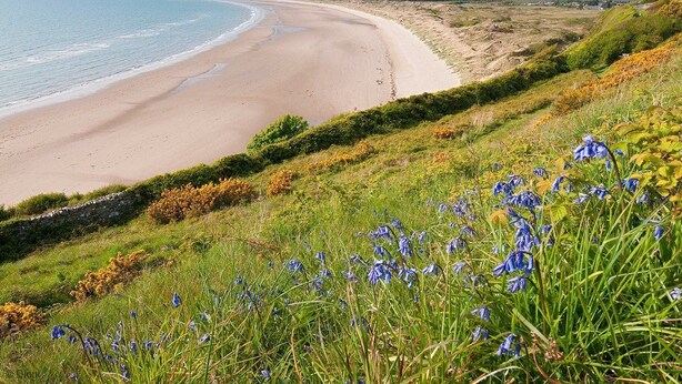 Un paisaje costero con una playa arenosa, zonas de hierba y flores silvestres.