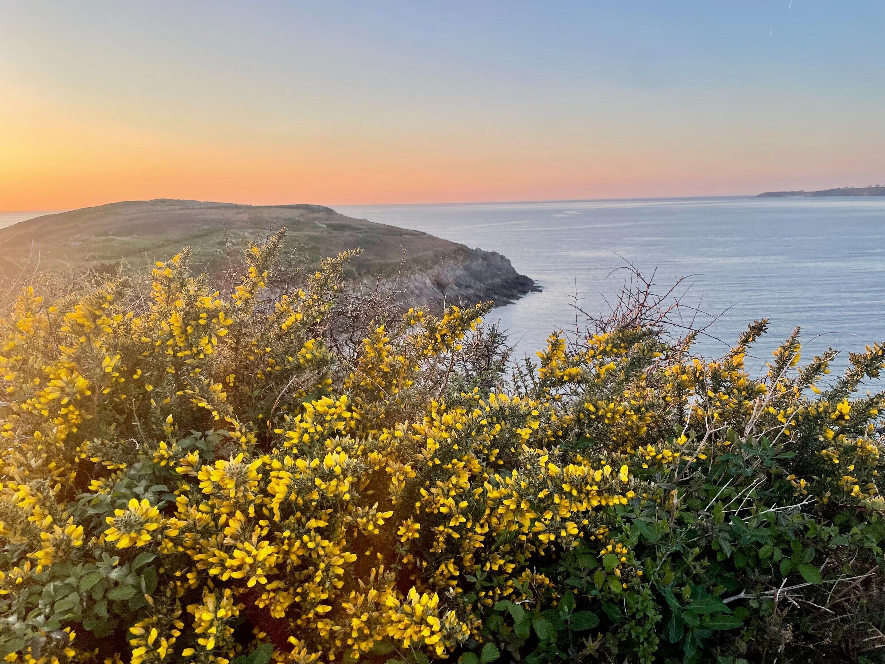 A coastal landscape with yellow flowering shrubs in the foreground and a calm sea in the background.