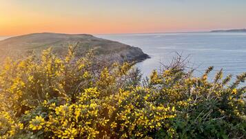 A coastal landscape with yellow flowering shrubs in the foreground and a calm sea in the background.
