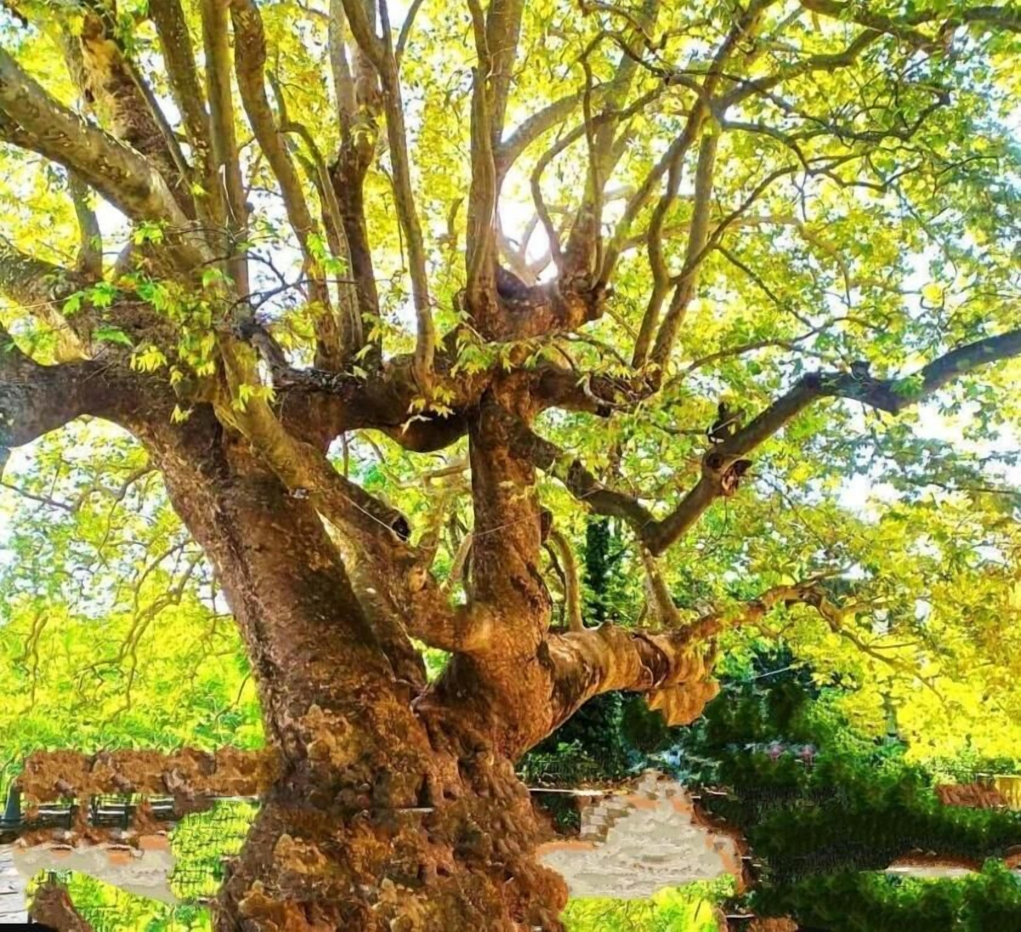 A large tree with a thick trunk and multiple branches, surrounded by greenery.