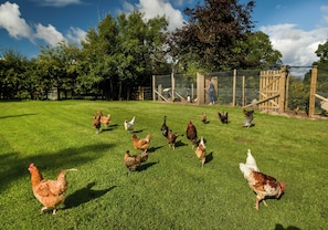 A grassy outdoor area with a fenced enclosure, a wooden gate, and a person standing near the gate. - A large spacious 3 bedroomed house in farmyard courtyard. (Perth)