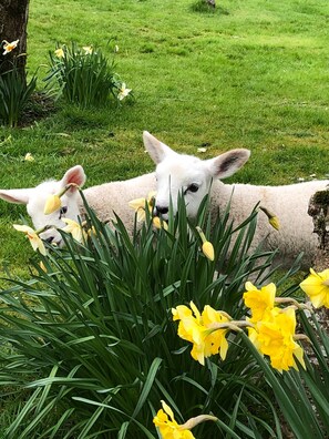 Botó d’imatge sense classificar, 5 de 29