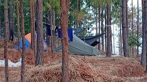 Un bosque con tiendas de campaña y una cerca.