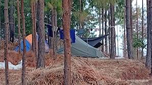 Un bosque con tiendas de campaña y una cerca.