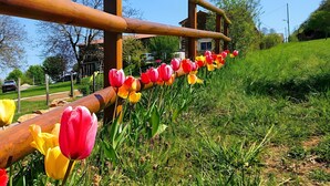 Una recinzione di legno con vivaci tulipani.