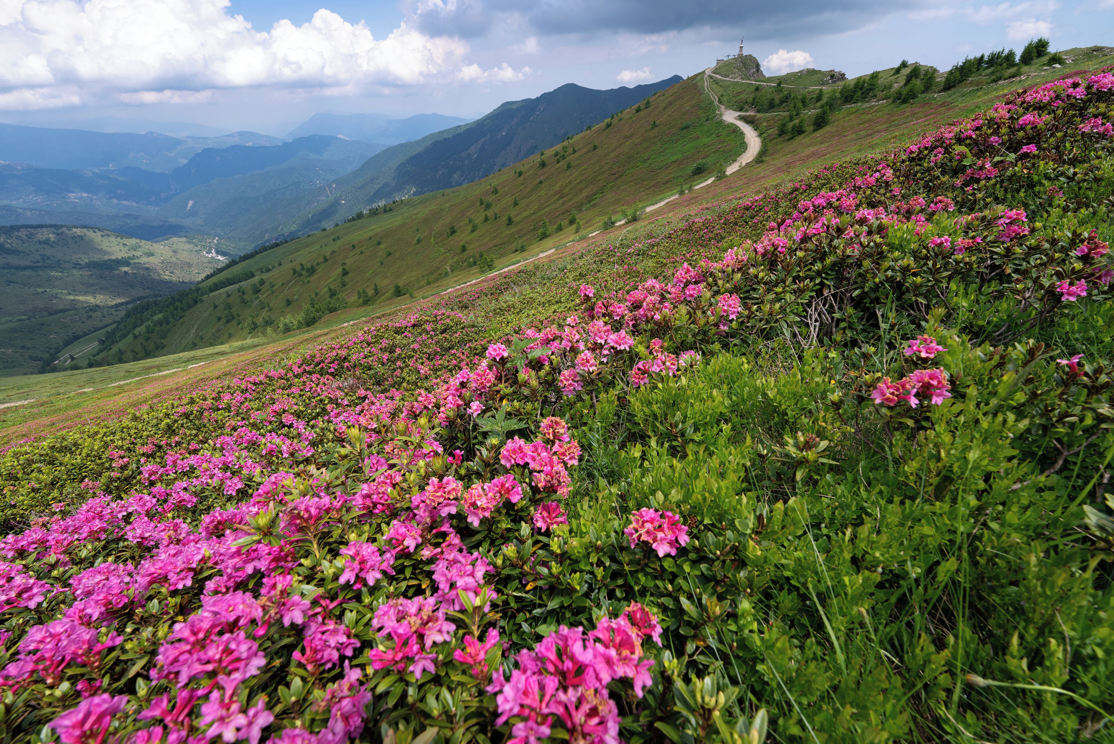 A mountainous landscape with a winding path and dense clusters of pink flowers.