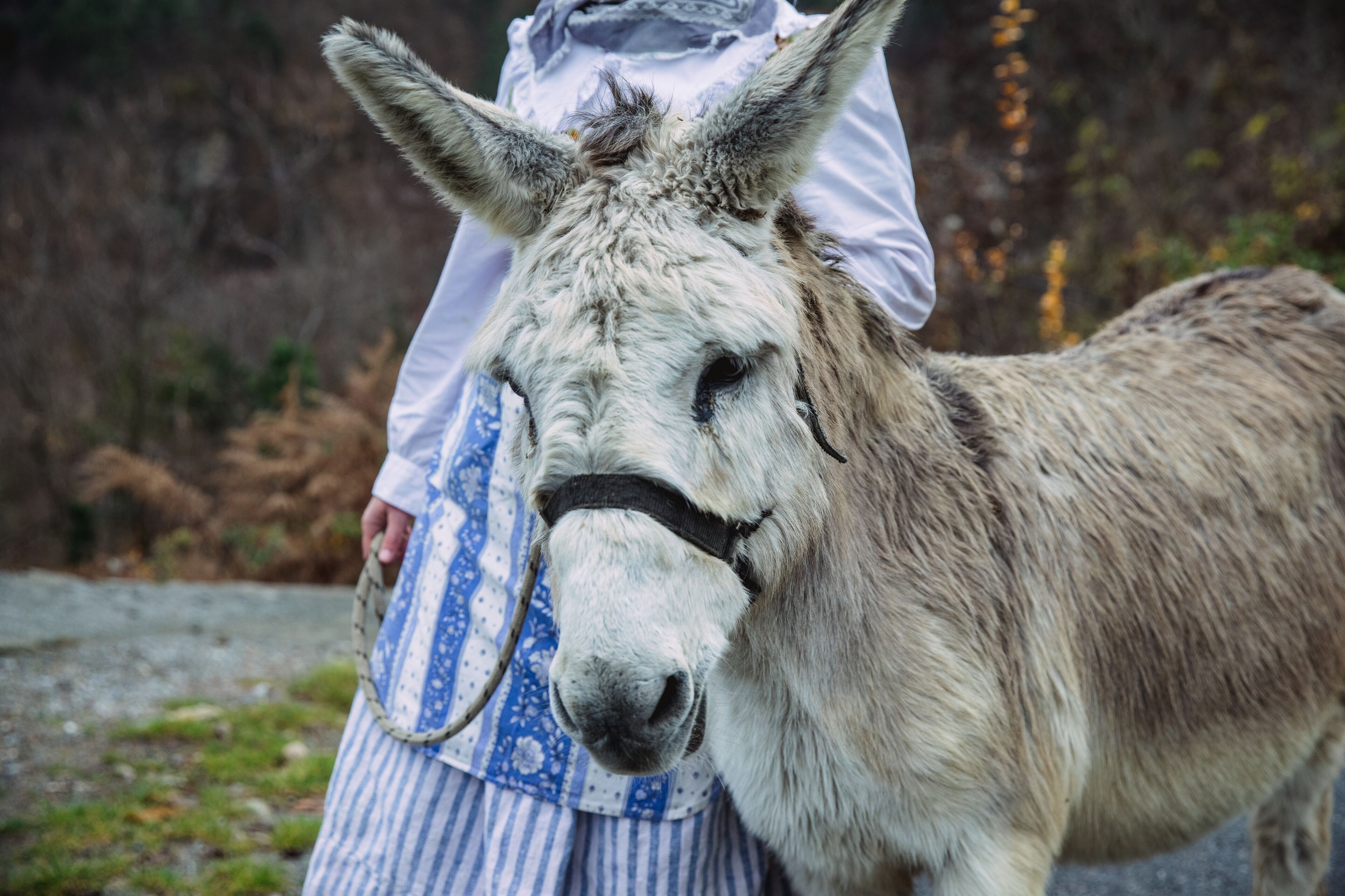 Una persona montada en un burro.