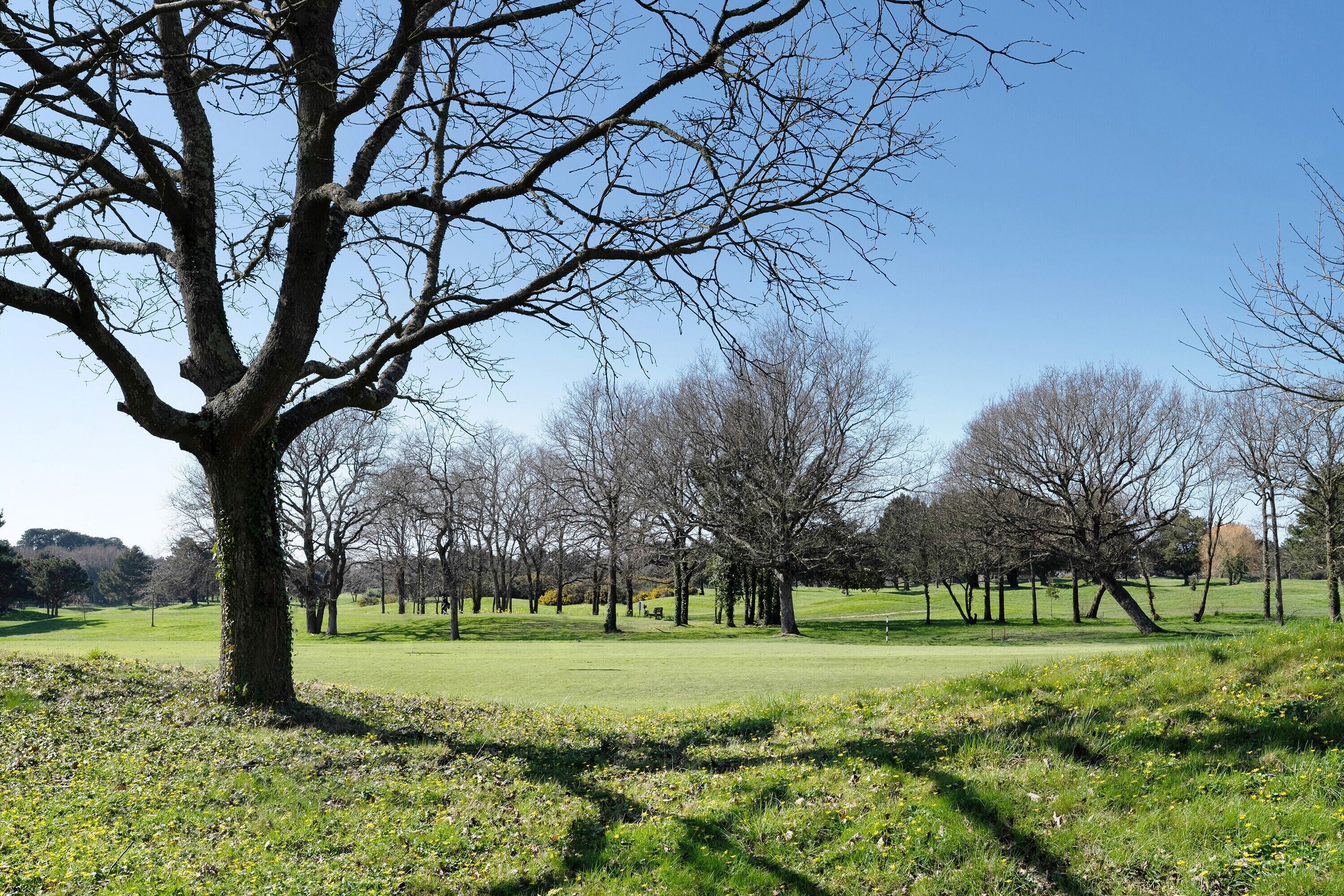 A park with a large tree, grassy areas, and leafless trees.